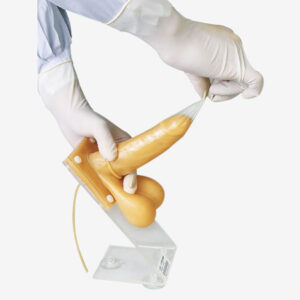 Male Condom Training Model