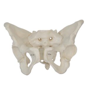 Adult Female Pelvis