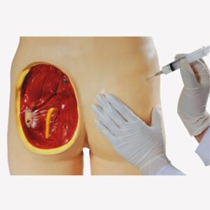 Adult Intramuscular Injection Training Manikin