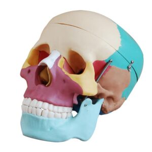 Adult Skull (Colored) Life Size
