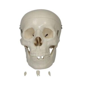 Adult Skull Life Size