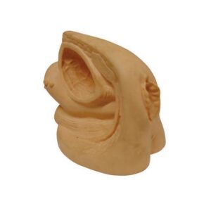 Advanced Female Internal & External Organs