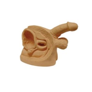 Advanced Male Internal & External Organs