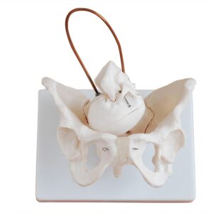 Birth Demonstration Model