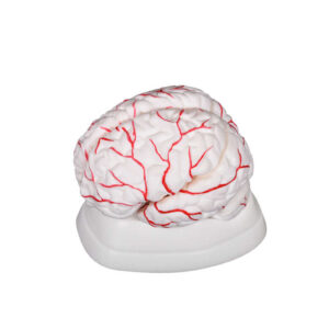 Brain with Arteries