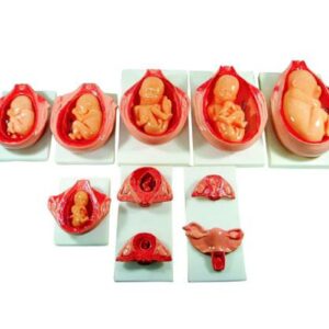 Development Process For Fetus