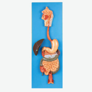 Digestive System