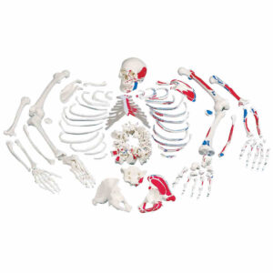 Disarticulated Human Skeleton (200 bones) Bone set (Bilateral)