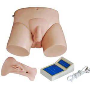 Electronic Urinary Model