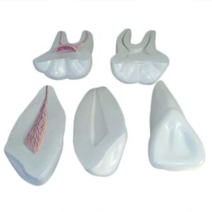 Expansion Model of Human teeth
