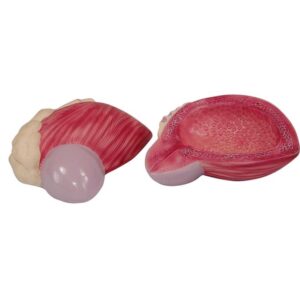 Expansion Model of Urinary Bladder