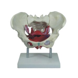 Female Pelvic Muscles and Organs