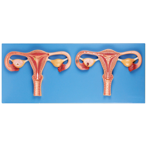 Fertilization Process Simulator