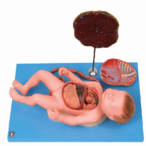 Fetus with Placenta Model