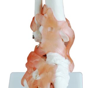 Foot Joint with Ligaments Life-Size