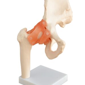 Hip Joint Life Size With Muscles