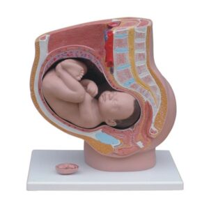 Human Female Pregnant Pelvis Section with Fetus