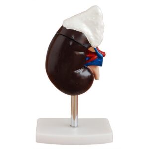 Human Kidney with Andrenal Gland