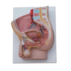 Human Male Pelvis Section (2 Part)