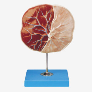 Human Placenta Model