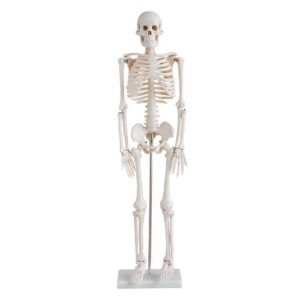 Human Skeleton Medium (Tall 85cms)