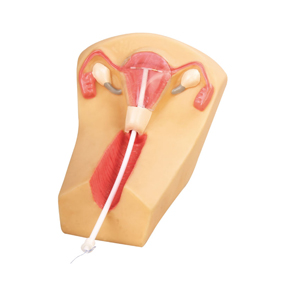 IUD Training Model
