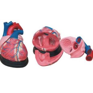 Jumbo Heart Model