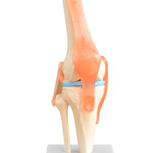 Knee Joint Life Size With Muscles