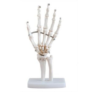 Life-Size Hand Joint
