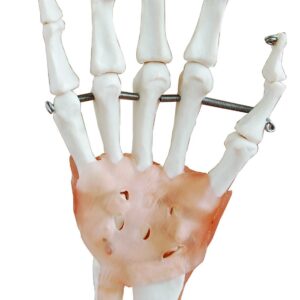Life-Size Hand Joint with Ligaments