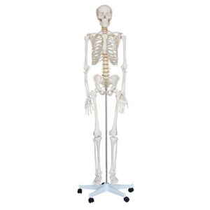 Life Size Human Skeleton (male) 180 cm Tall