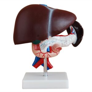Liver, Pancreas and Duodenum Model