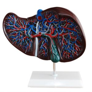 Liver model