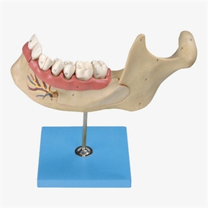 Lower Jaw of 18-Years Old