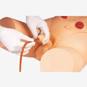 Male Catheterization Training Simulator