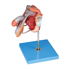 Male Genital Organs Model