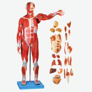 Male Muscle Figure with Internal Organs (Tall 78cm)