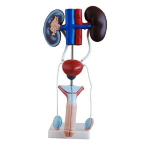 Male Urogenital System