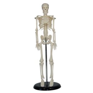 Mini Human Skeleton (Tall 45 cm)