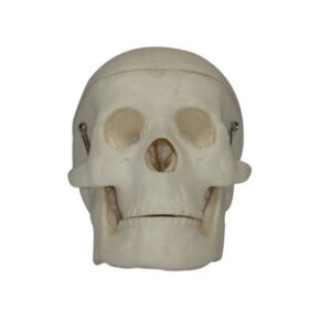 Miniature Plastic Skull