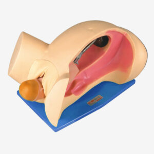 Model for Course of Delivery