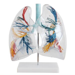 Model of the Transparent Lung Segment