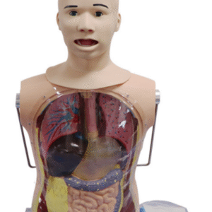 Nasogastric Feeding and Tracheal Care Simulator (Imported)