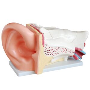 Gaint Size Ear Model New Style