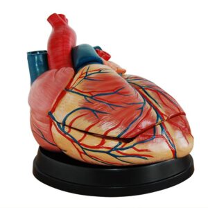 New Style Jumbo Heart Model