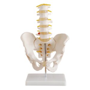 Pelvis with 5pcs Lumbar Vertebrae