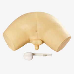 Prostate Inspection Model