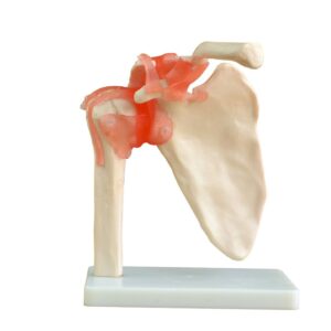 Shoulder Joint Life Size With Muscles