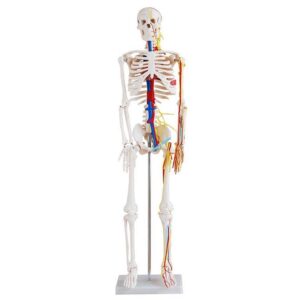 Skeleton with Nerves and Blood Vessels (Tall 85cms)