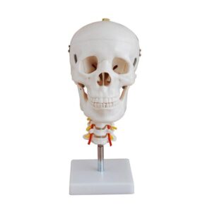 Skull with Cervical Spine